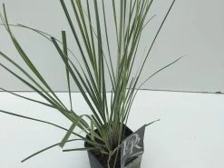 Dwergpampasgras (Cortaderia Selloana 'Mini Silverpampas') -Groene Wereld cortaderia mini silverpampas v2 2