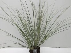 Dwergpampasgras (Cortaderia Selloana 'Mini Silverpampas') -Groene Wereld cortaderia mini silverpampas v5 2