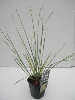 Dwerg Pampasgras (Cortaderia Selloana 'Mini Goldpampas') -Groene Wereld cortaderia sell. mini goldpampas 1