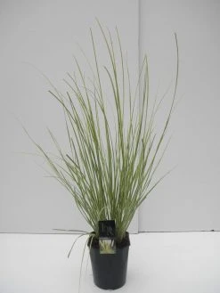 Dwerg Pampasgras (Cortaderia Selloana 'Mini Goldpampas') -Groene Wereld cortaderia sell. mini goldpampas c5