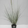 Dwergpampasgras (Cortaderia Selloana 'Mini Silverpampas') -Groene Wereld cortaderia sell. mini silverpampas c5 1