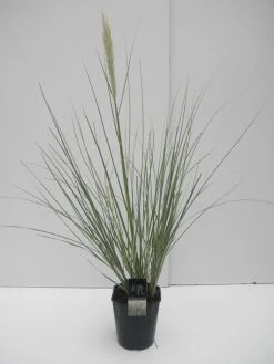 Dwergpampasgras (Cortaderia Selloana 'Mini Silverpampas')