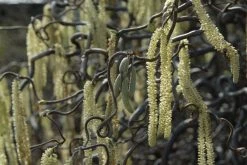 Kronkelhazelaar (Corylus Avellana 'Contorta')