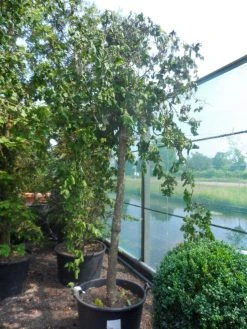 Kronkelhazelaar Als Boom (Corylus Avellana 'Contorta') 8 Kronkelhazelaar Als Boom (Corylus Avellana 'Contorta') -Groene Wereld corylus avellana contorta 20 25ho c160 2