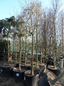Kronkelhazelaar Als Boom (Corylus Avellana 'Contorta') -Groene Wereld corylus avellana contorta 2025cm 1