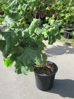 Kronkelhazelaar (Corylus Avellana 'Contorta') -Groene Wereld corylus avellana contorta 1