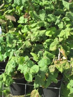 Kronkelhazelaar (Corylus Avellana 'Contorta') -Groene Wereld corylus avellana contorta 2