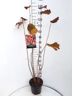 Hazelaar/Hazelnoot (Corylus Avellana 'Rode Zellernoot') -Groene Wereld corylus rode zellernoot c10 v01 1