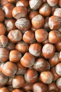 Hazelaar/Hazelnoot (Corylus Avellana 'Webb's Prize Cob') -Groene Wereld corylushazelnotenv01 4 1