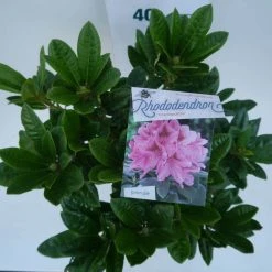 Rhododendron (Rhododendron 'Cosmopolitan') -Groene Wereld cosmopolitan c5 boven 1