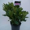 Rhododendron (Rhododendron 'Cosmopolitan') -Groene Wereld cosmopolitan c5 voor 1