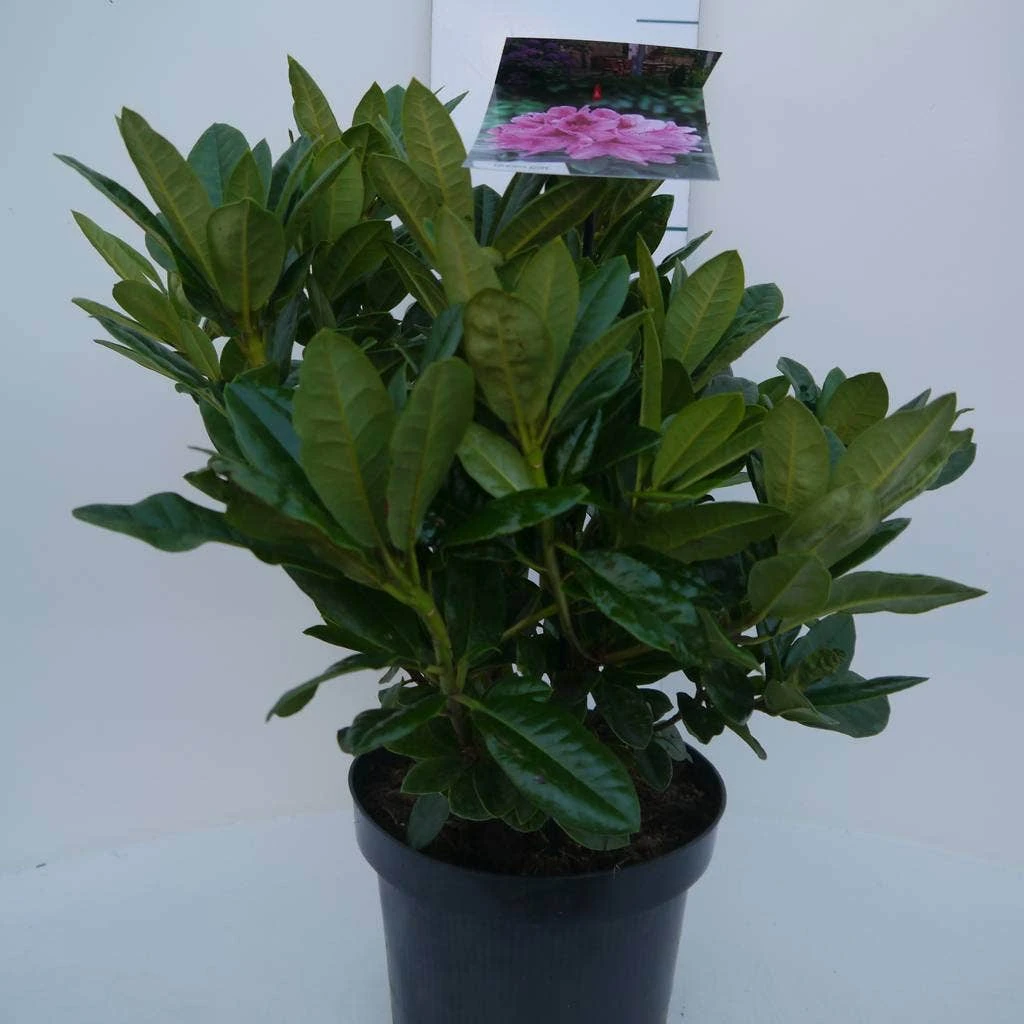 Rhododendron (Rhododendron 'Cosmopolitan') 3 Rhododendron (Rhododendron 'Cosmopolitan')