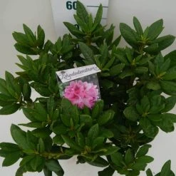 Rhododendron (Rhododendron 'Cosmopolitan') -Groene Wereld cosmopolitan c7.5 boven 1
