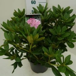 Rhododendron (Rhododendron 'Cosmopolitan') -Groene Wereld cosmopolitan c7.5 zij 1