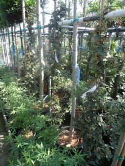 Dwergmispel (Cotoneaster Lacteus) -Groene Wereld cotoneaster lacteus c10 100 150 1