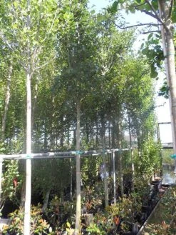 Meidoorn Als Boom (Crataegus Lavallei 'Carrierei') -Groene Wereld crataegus lavallei carrierei 14 16ho cont