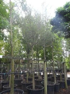 Rode Meidoorn (Crataegus Laevigata 'Paul's Scarlet') -Groene Wereld crataegus media paul s scarlet 25 30ho c350 1 1