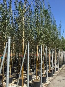 Rode Meidoorn (Crataegus Laevigata 'Paul's Scarlet') -Groene Wereld crataegus paul scarlet 1