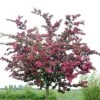 Rode Meidoorn (Crataegus Laevigata 'Paul's Scarlet') -Groene Wereld crataegus x media paul s scarlet01 1