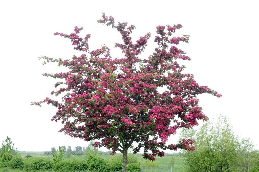 Rode Meidoorn Als Leiboom (Crataegus 'Paul's Scarlet') 4 Rode Meidoorn Als Leiboom (Crataegus 'Paul's Scarlet') - Afbeelding 2