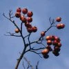 Meidoorn Als Boom (Crataegus Lavallei 'Carrierei') -Groene Wereld crlcarri 11