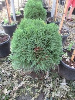 Sikkelden (Cryptomeria Japonica 'Globosa Nana') -Groene Wereld cryptomeria japonica globosa nana