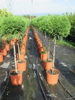 Sikkelden Op Stam (Cryptomeria Japonica 'Globosa Nana') -Groene Wereld cryptomeria japonica globosa nana 100 cm stam