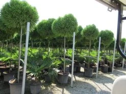 Sikkelden Op Stam (Cryptomeria Japonica 'Globosa Nana') -Groene Wereld cryptomeria japonica globosa nana 2