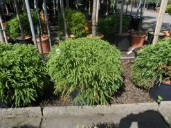 Sikkelden (Cryptomeria Japonica 'Globosa Nana') -Groene Wereld cryptomeria japonica globosa nana 30 40 50 cont