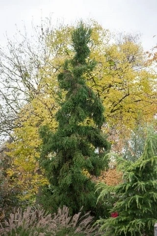 Sikkelden (Cryptomeria Japonica 'Rasen') 4 Sikkelden (Cryptomeria Japonica 'Rasen') - Afbeelding 2