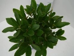 Rhododendron (Rhododendron 'Cunningham White') 25 Rhododendron (Rhododendron 'Cunningham White') -Groene Wereld cun white c2 boven