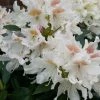 Rhododendron (Rhododendron 'Cunningham White') -Groene Wereld cunninghamwhite01