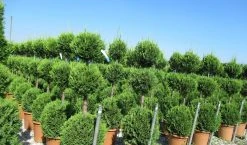 Cupressocyparis, Triobol (Cupressocyparis Leylandii 'Castlewellan Gold') -Groene Wereld cuppressocyparis triobol