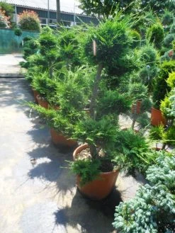 Cupressocyparis Als Bonsai (Cupressocyparis Leylandii 'Castlewellan Gold' ) -Groene Wereld cupressocyparis leylandii bonsai 100 125 c70 1