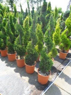Leylandcipres Als Spiraal (Cupressocyparis Leylandii 'Castlewellan Gold' ) 12 Leylandcipres Als Spiraal (Cupressocyparis Leylandii 'Castlewellan Gold' ) -Groene Wereld cupressocyparis leylandii castlewellan gold spiraal 125 150 c20
