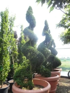 Leylandii Als Spiraal (Cupressocyparis Leylandii) -Groene Wereld cupressocyparis leylandii castlewellan gold spiraal 250 300 c500 extra