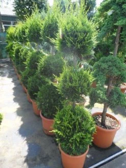 Cupressocyparis, Triobol (Cupressocyparis Leylandii 'Castlewellan Gold') -Groene Wereld cupressocyparis leylandii castlewellan gold triobol 125 150 175 c25