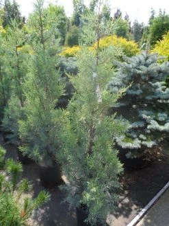 Cipres (Cupressus Arizonica 'Glauca') -Groene Wereld cupressus arizonica glauca 100 125 1 1