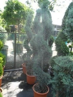 Cipres Als Spiraal (Cupressus Arizonica 'Glauca') -Groene Wereld cupressus arizonica glauca spiraal 175 200 c25