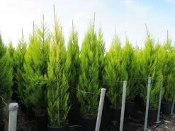 Cipres Kamerconifeer (Cupressus Macrocarpa 'Goldcrest') -Groene Wereld cupressus macrocarpa goldcrest