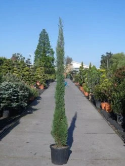 Italiaanse Cypres (Cupressus Sempervirens 'Stricta') 38 Italiaanse Cypres (Cupressus Sempervirens 'Stricta') -Groene Wereld cupressus sempervirens strica 200 250 c30 1