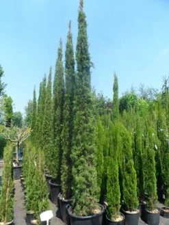 Italiaanse Cypres (Cupressus Sempervirens 'Stricta') -Groene Wereld cupressus sempervirens stricta 250 300 c70
