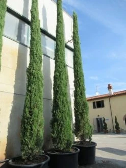 Italiaanse Cypres (Cupressus Sempervirens 'Stricta') -Groene Wereld cupressus sempervirens stricta 2