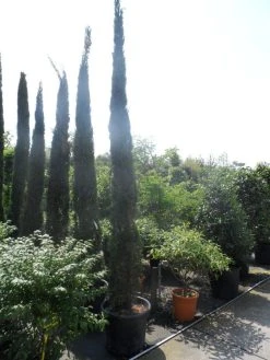Italiaanse Cypres (Cupressus Sempervirens 'Stricta') 36 Italiaanse Cypres (Cupressus Sempervirens 'Stricta') -Groene Wereld cupressus sempervirens stricta 350 400 450 1