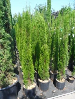 Italiaanse Cipres (Cupressus Sempervirens 'Totem') -Groene Wereld cupressus sempervirens totem 125 150 175