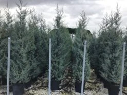 Cipres (Cupressus Arizonica 'Glauca') -Groene Wereld cupressusarizonicaglauca 1