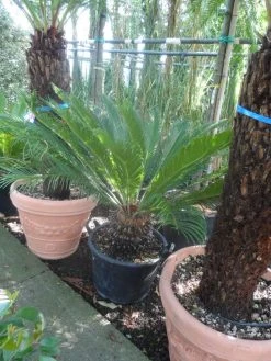 Cycaspalm (Cycas Revoluta) -Groene Wereld cycas revoluta 100 125 c50 1