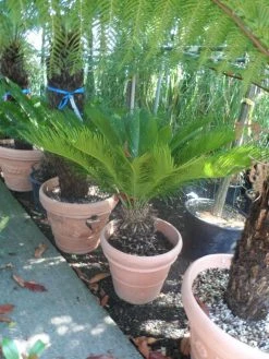 Cycaspalm (Cycas Revoluta) 18 Cycaspalm (Cycas Revoluta) -Groene Wereld cycas revoluta 60 80 c50