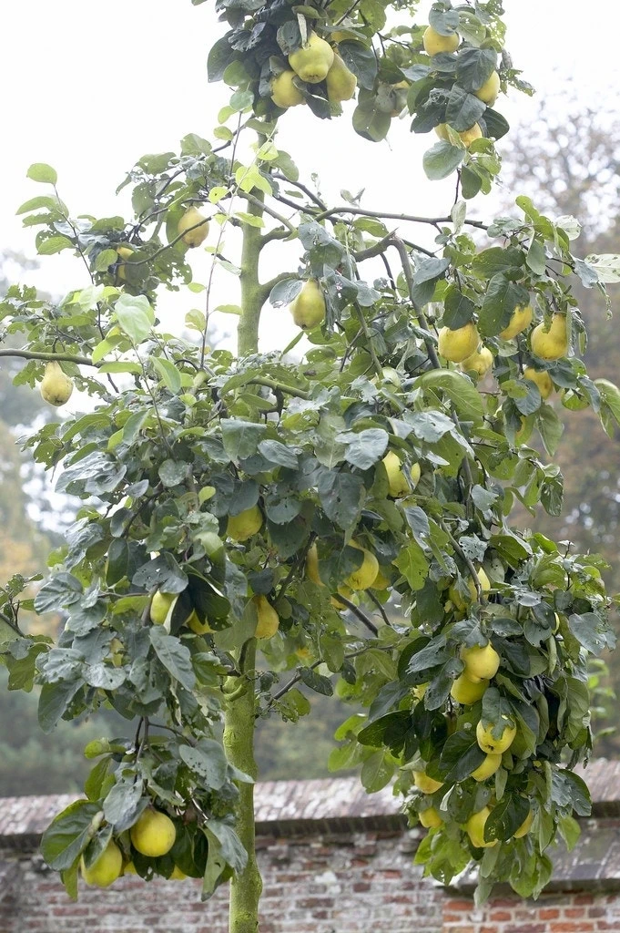 Kweepeer (Cydonia Oblonga) 3 Kweepeer (Cydonia Oblonga)