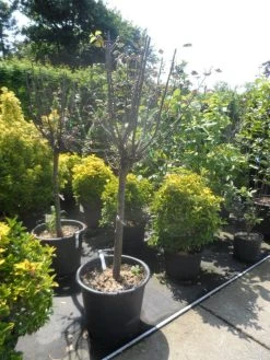 Kweepeer (Cydonia Oblonga) 13 Kweepeer (Cydonia Oblonga) -Groene Wereld cydonia oblonga halfstam 14 16 18 1